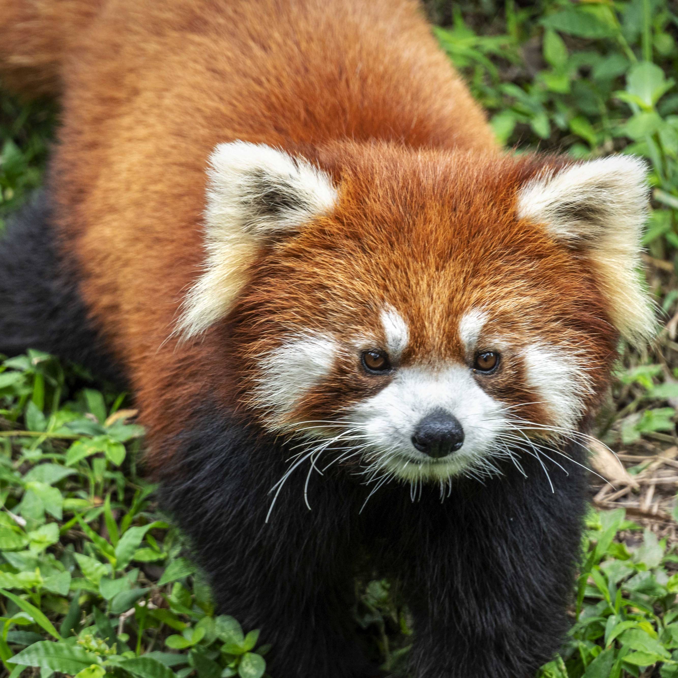 Red Panda at the Chengdu Panda Base