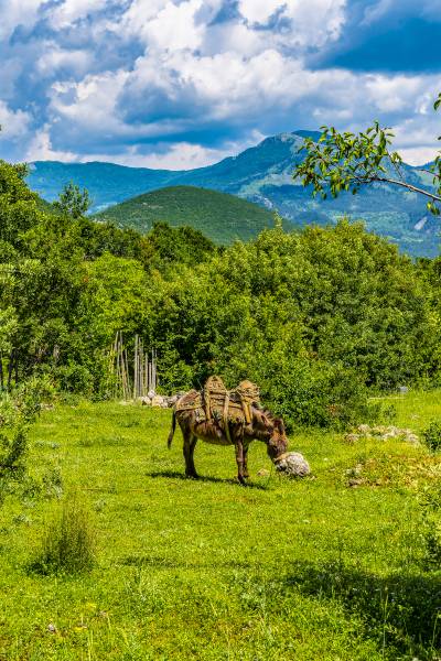 Transport Donkey with traditional Saddle