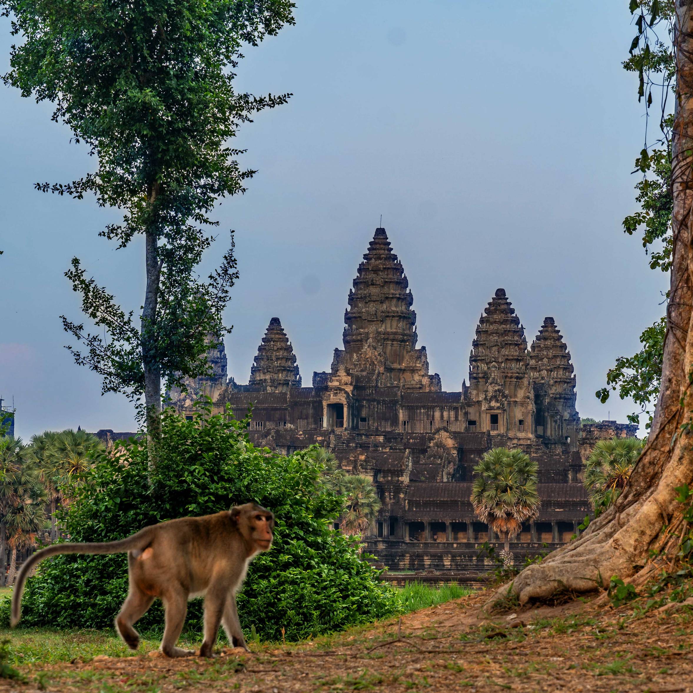 MONKEY AT ANGKOR WAT