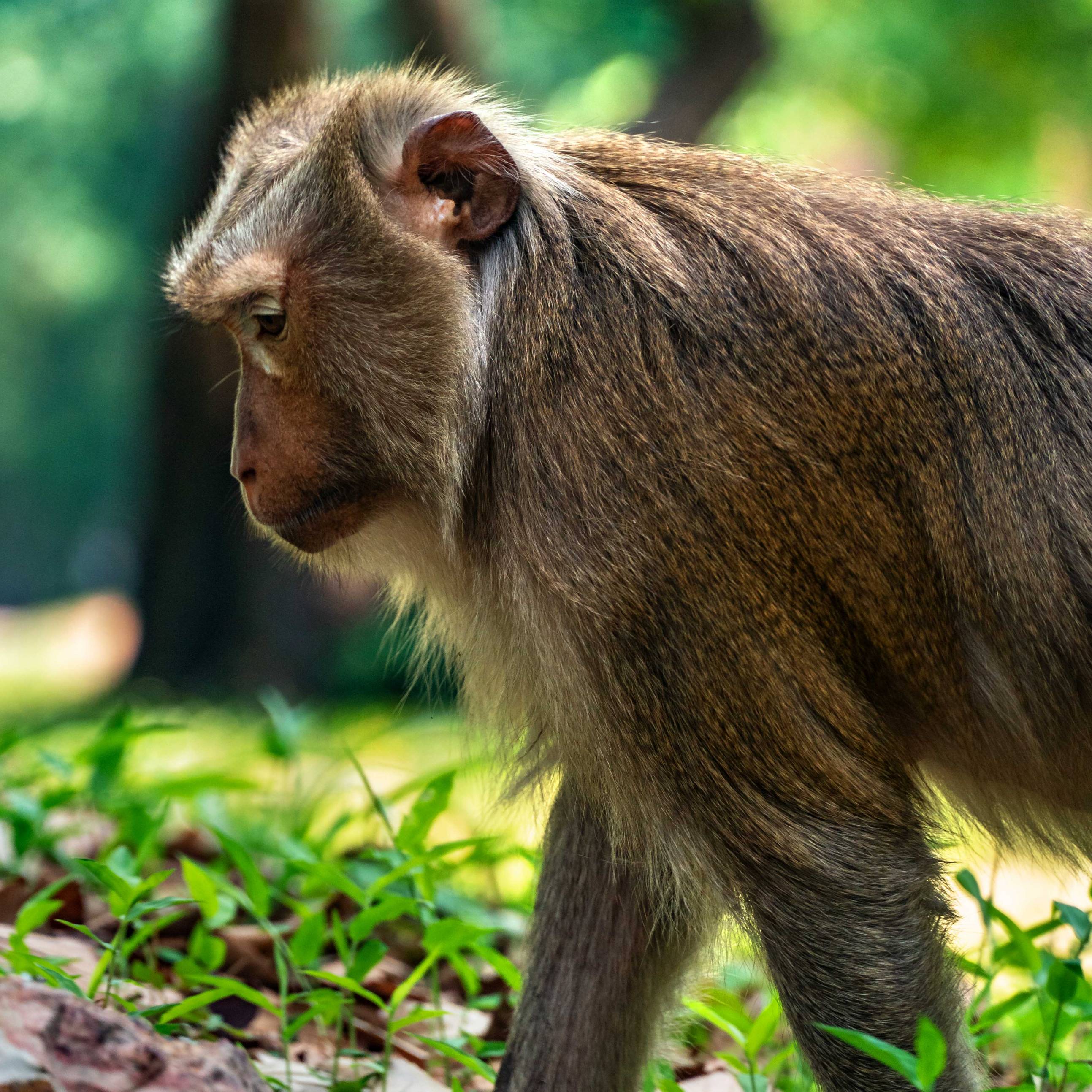 MONKEY AT ANGKOR THOM