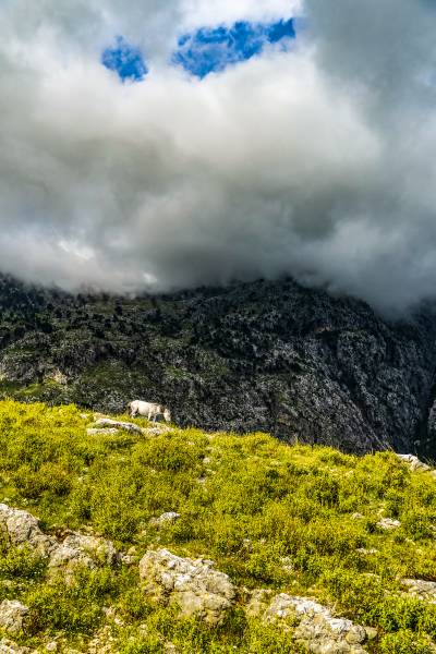 Horse at Llogara Pass