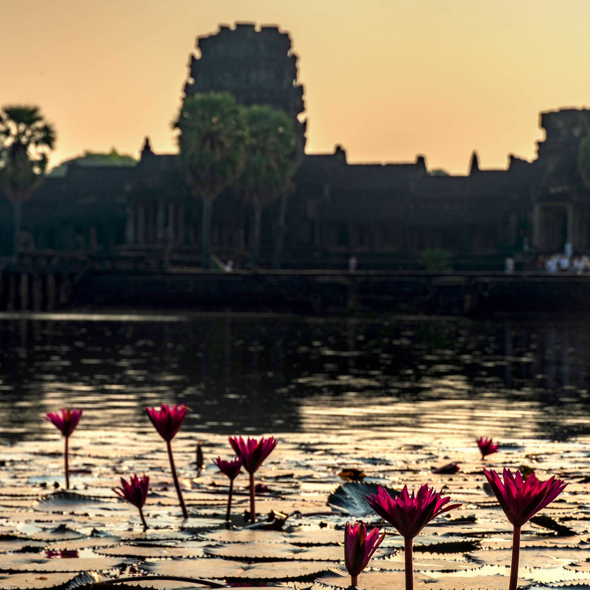 WATERLILLIES AT ANGKOR WAT