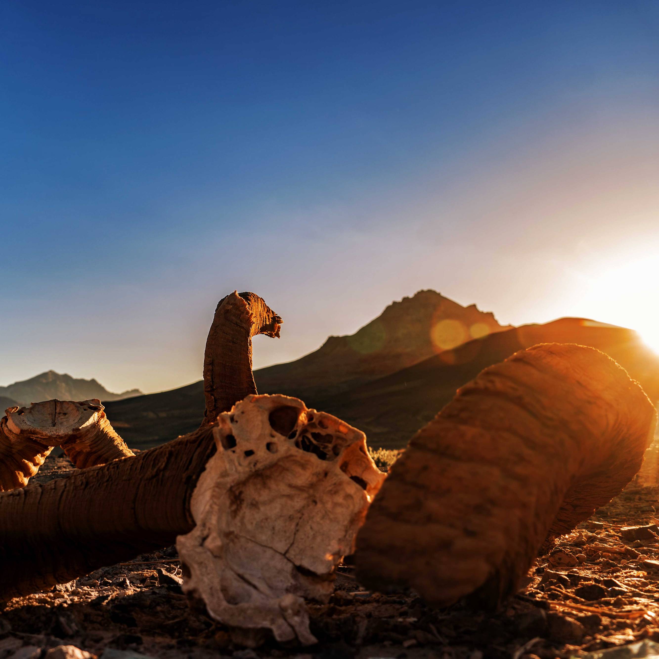 A Marco Polo Sheep Skull