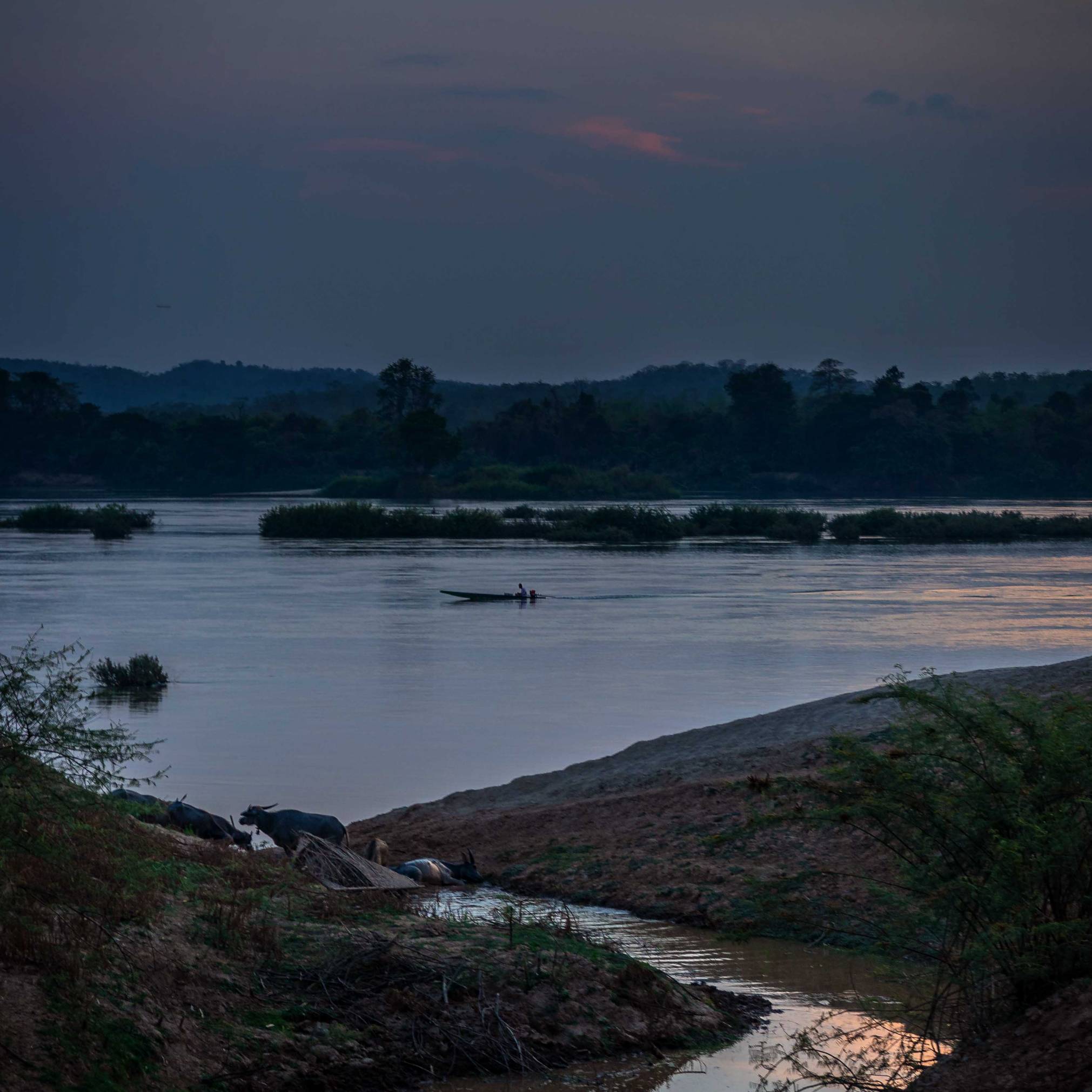 WATER BUFFALOS AT DON KHONG