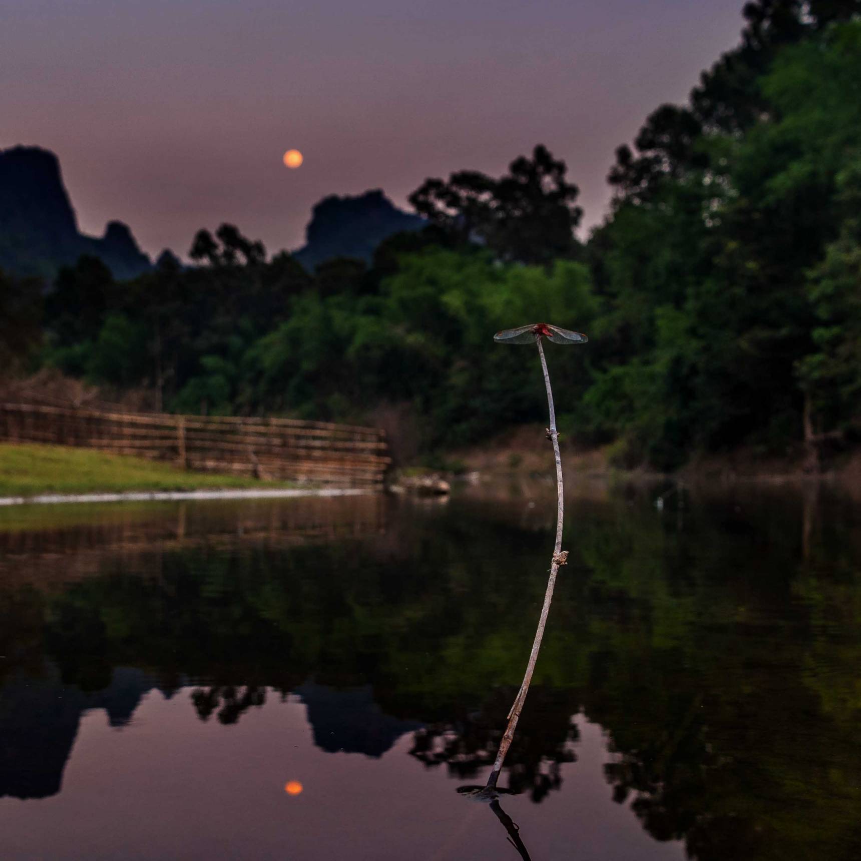DRAGONFLY AT PHOU HIN POUN NATIONAL PARK