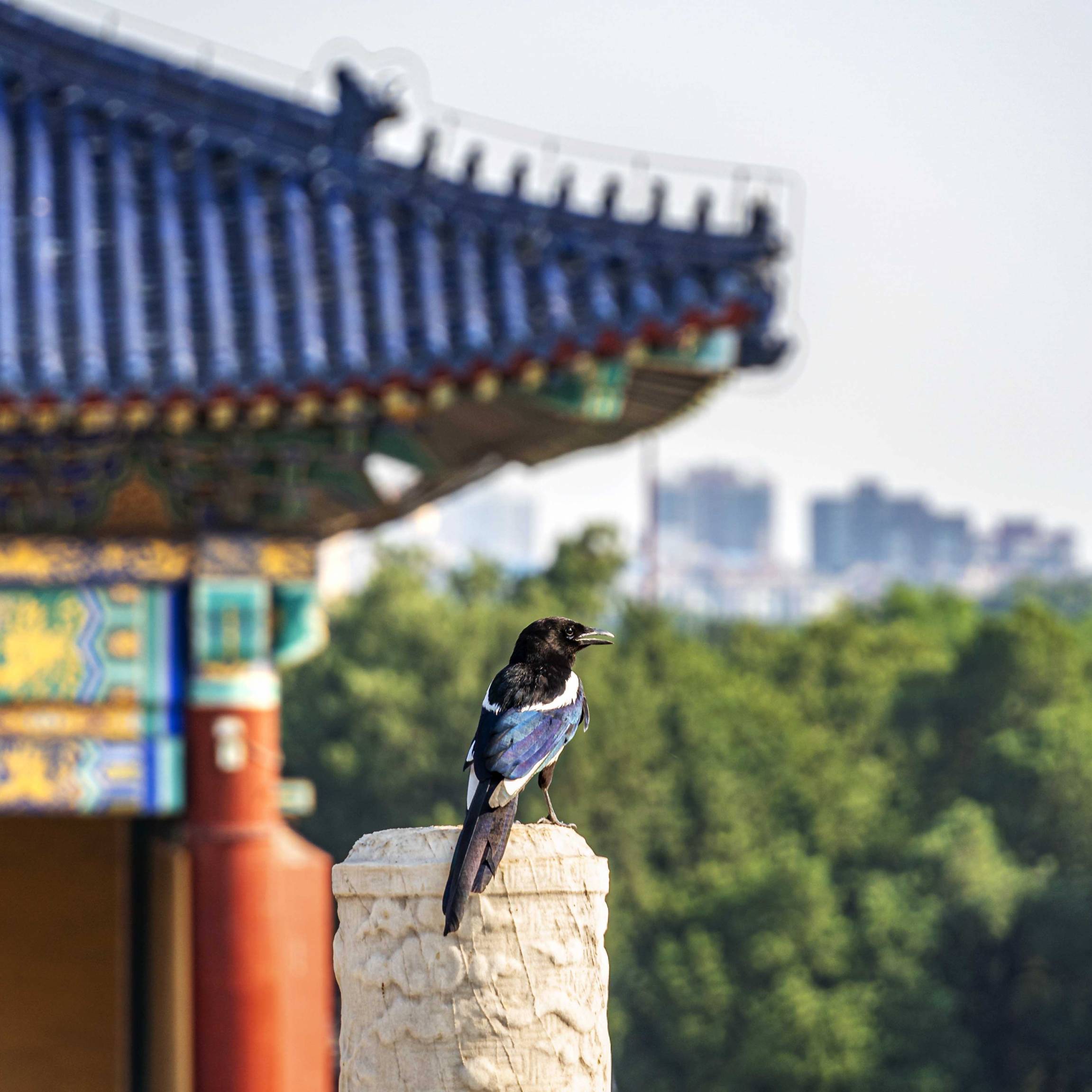 Bird at Qi Nian Dian, Temple of Heaven
