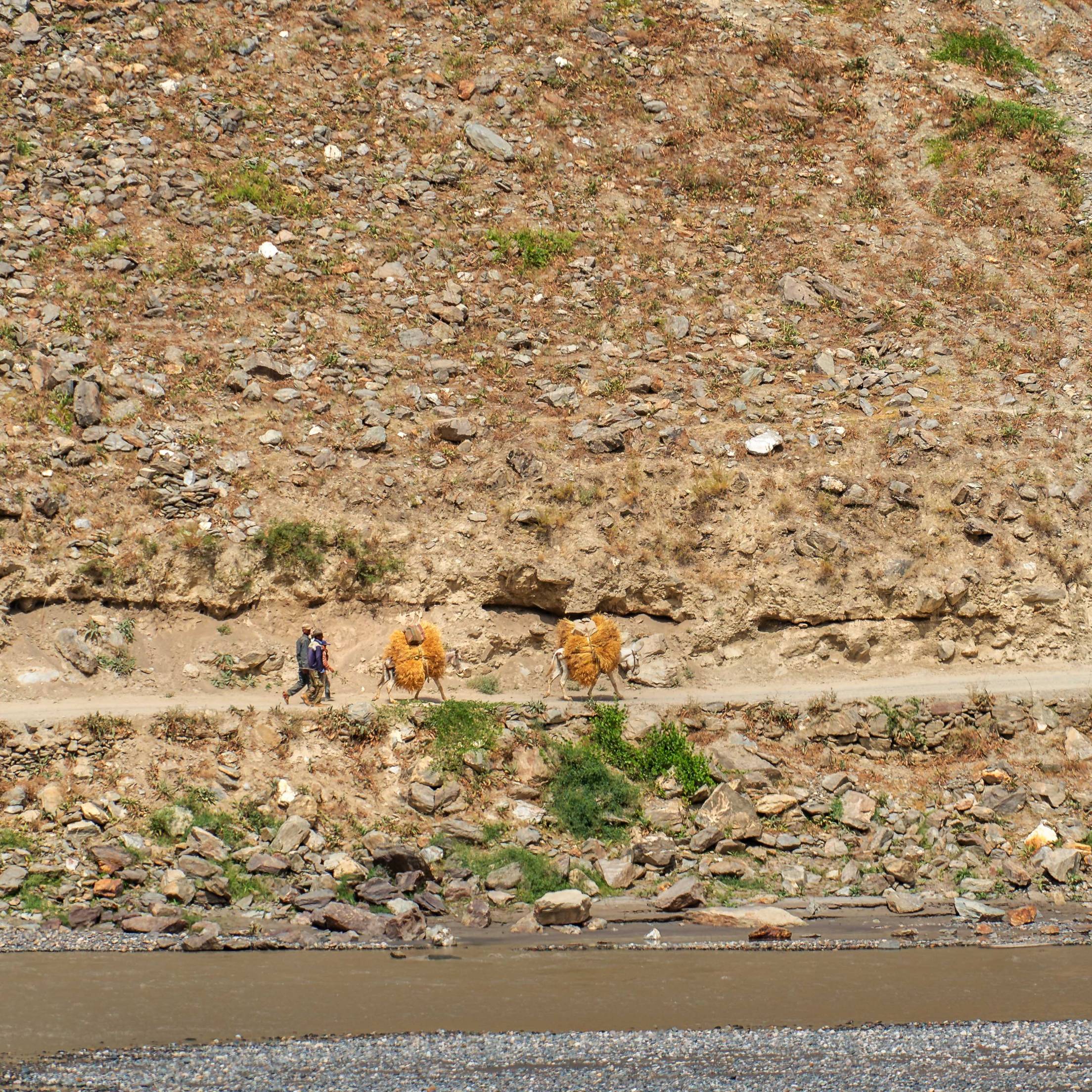 Afghans transporting hay