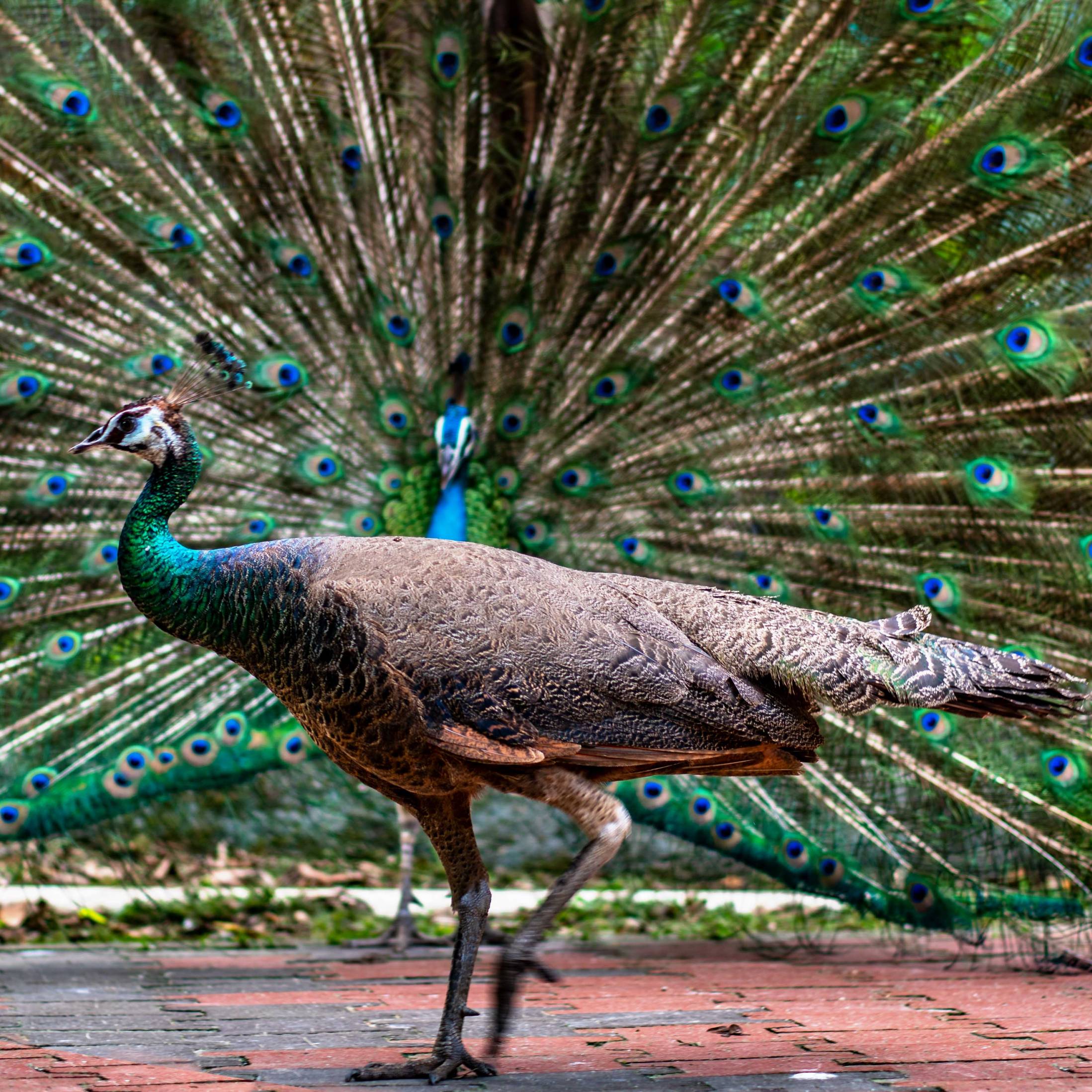 PEACOCK, KUALA LUMPUR