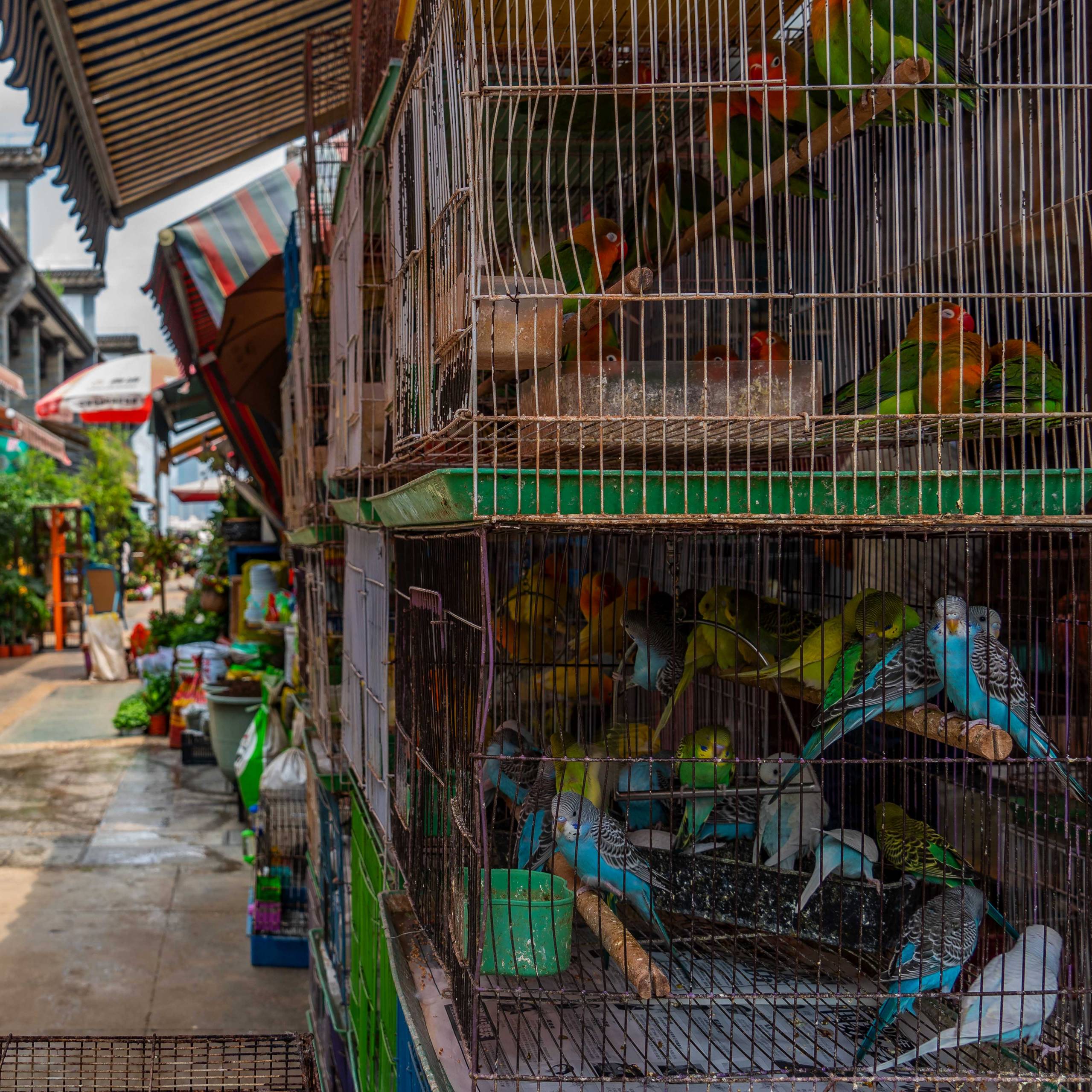Bird and Flower Market, Kunming, Province Yunnan