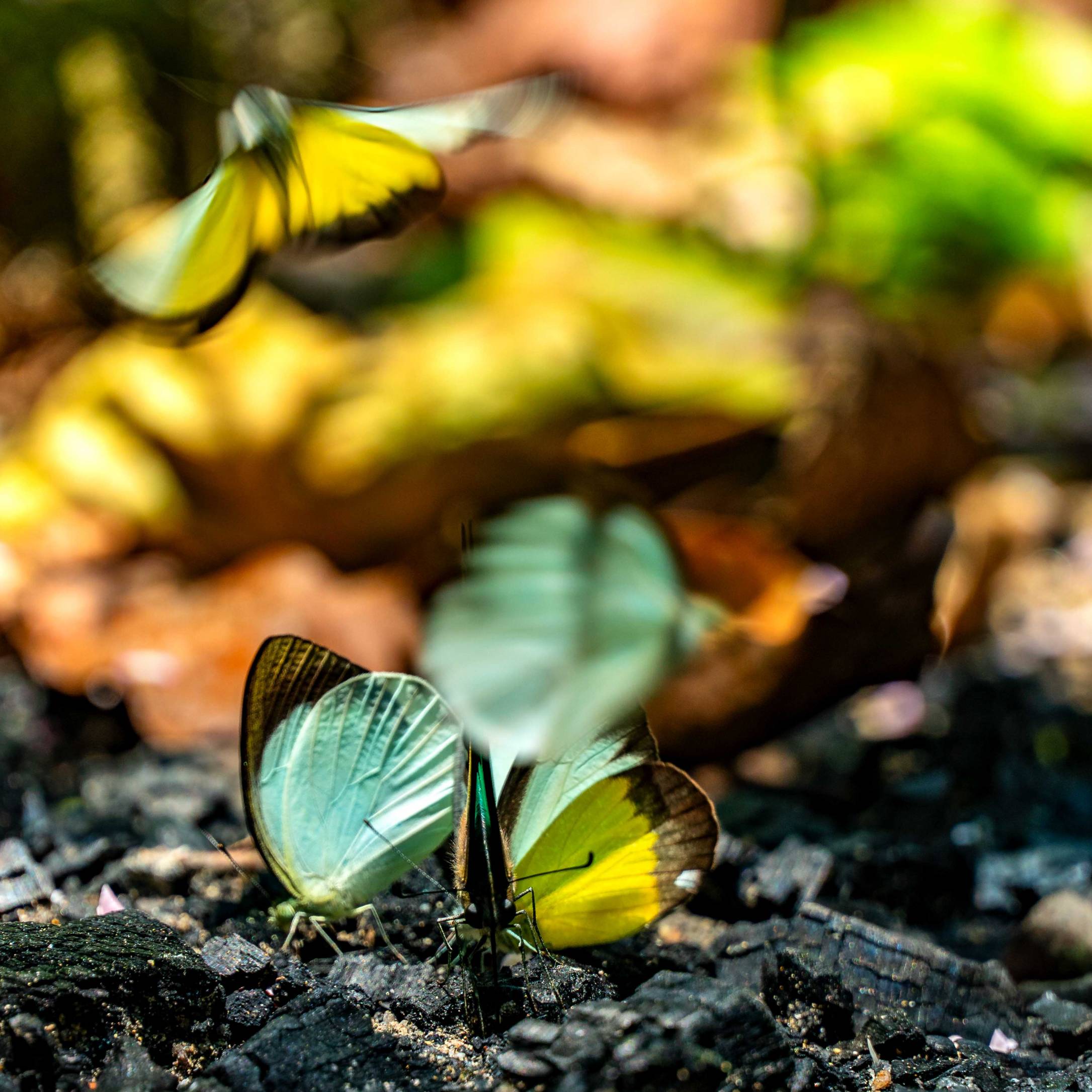 BUTTERFLYS, TAMAN EKO RIMBA KANCHING 