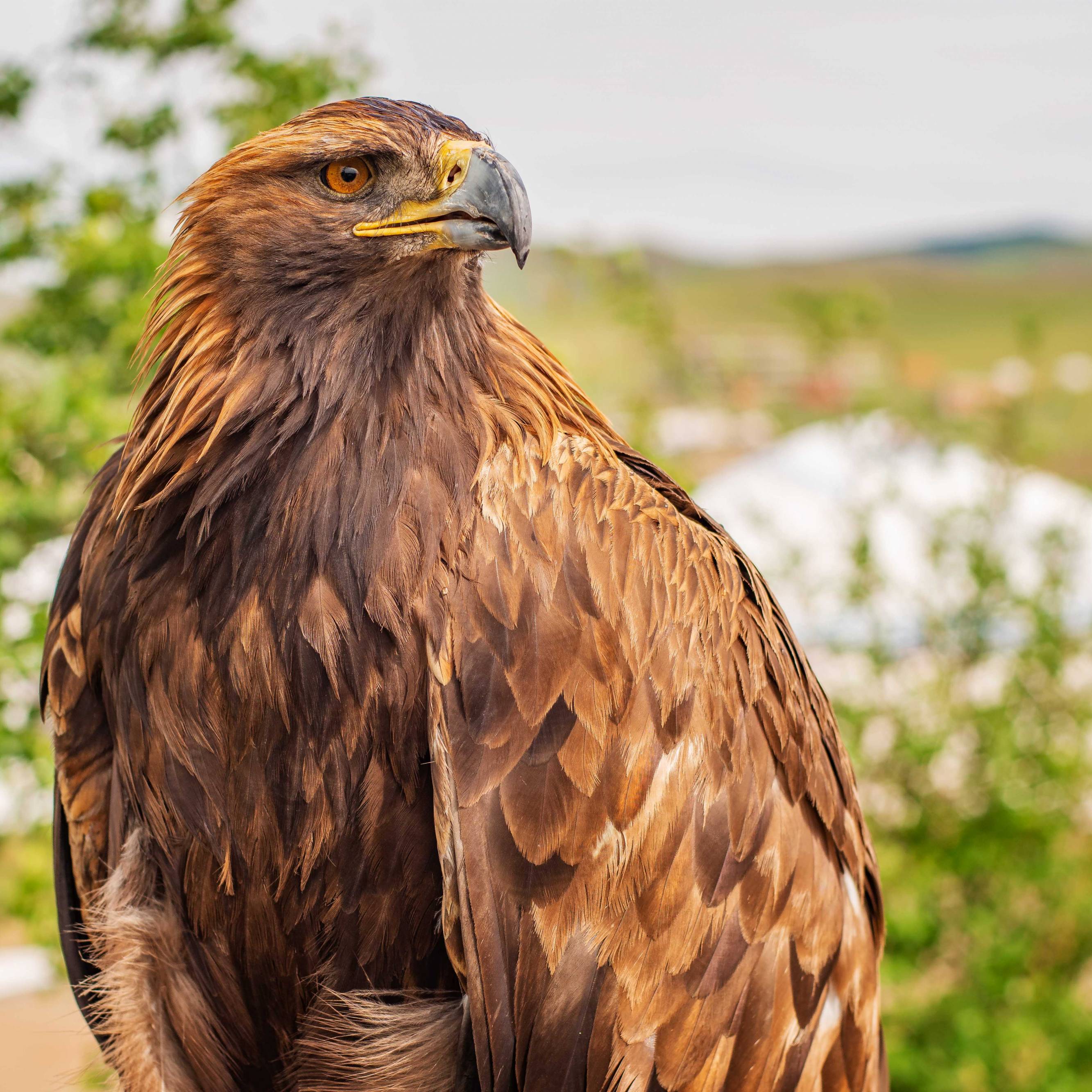 Eagle and Mongolian Gers at Baganuur