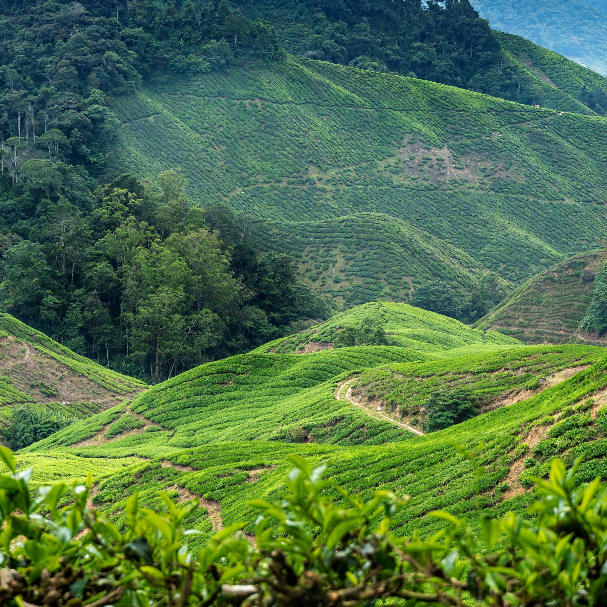TEA PLANTATION, PAHANG