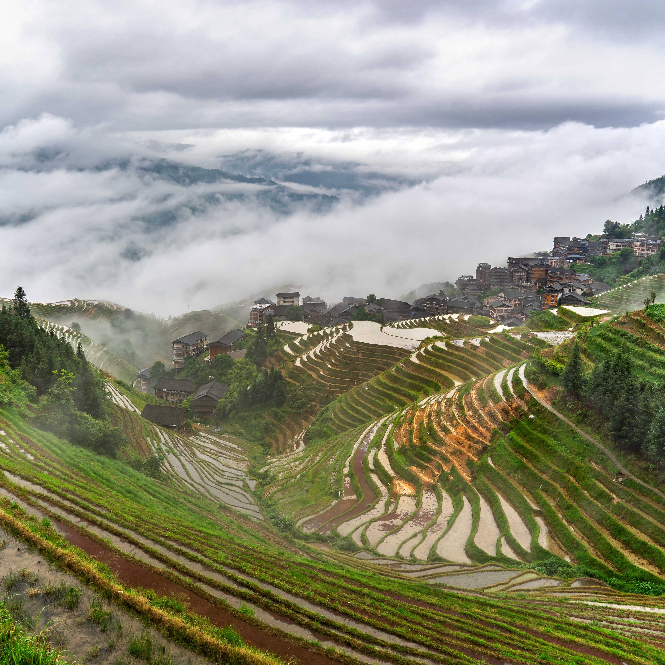 Nine Dragons And Five Tigers Rice Terraces