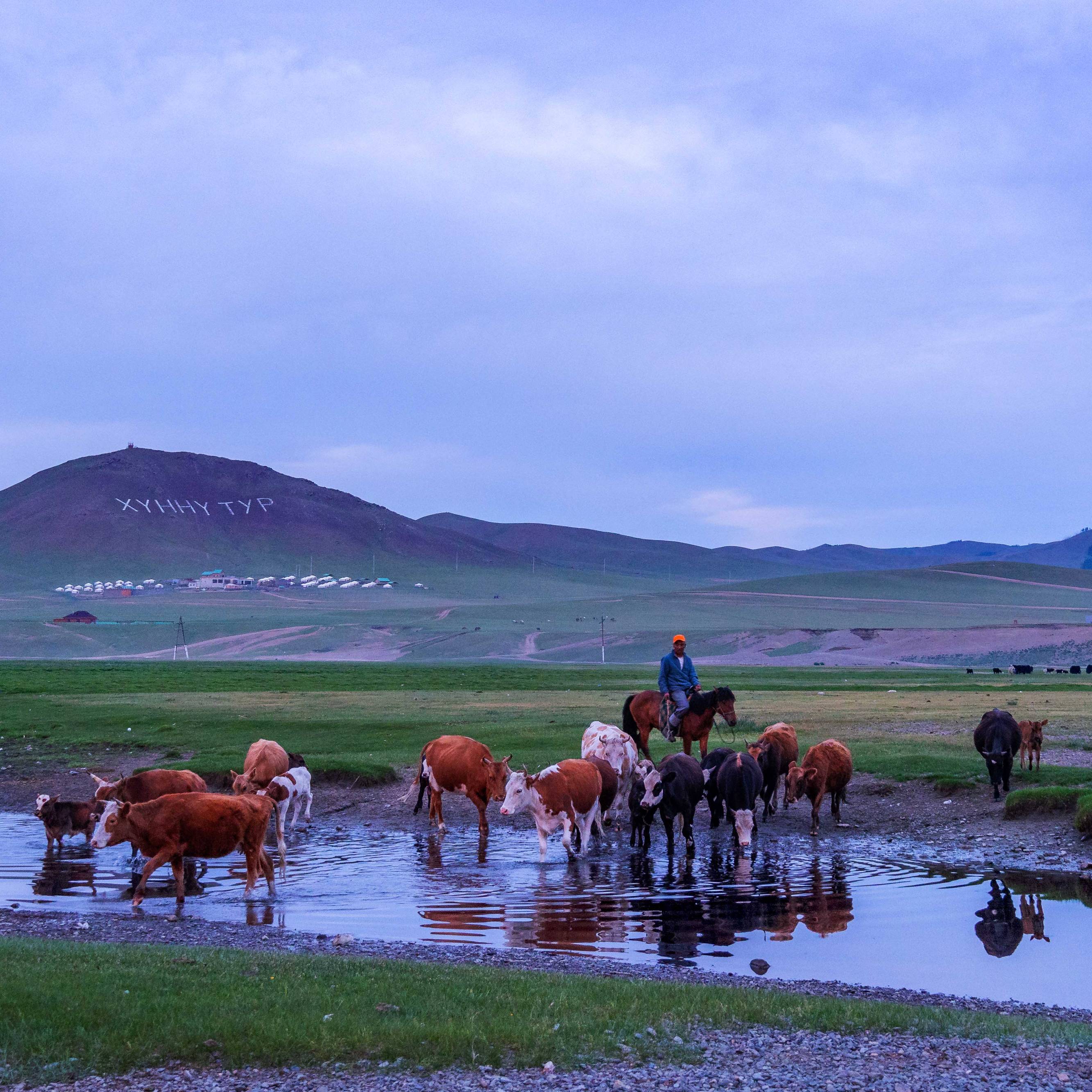 Sheppard crossing a River with his Cows