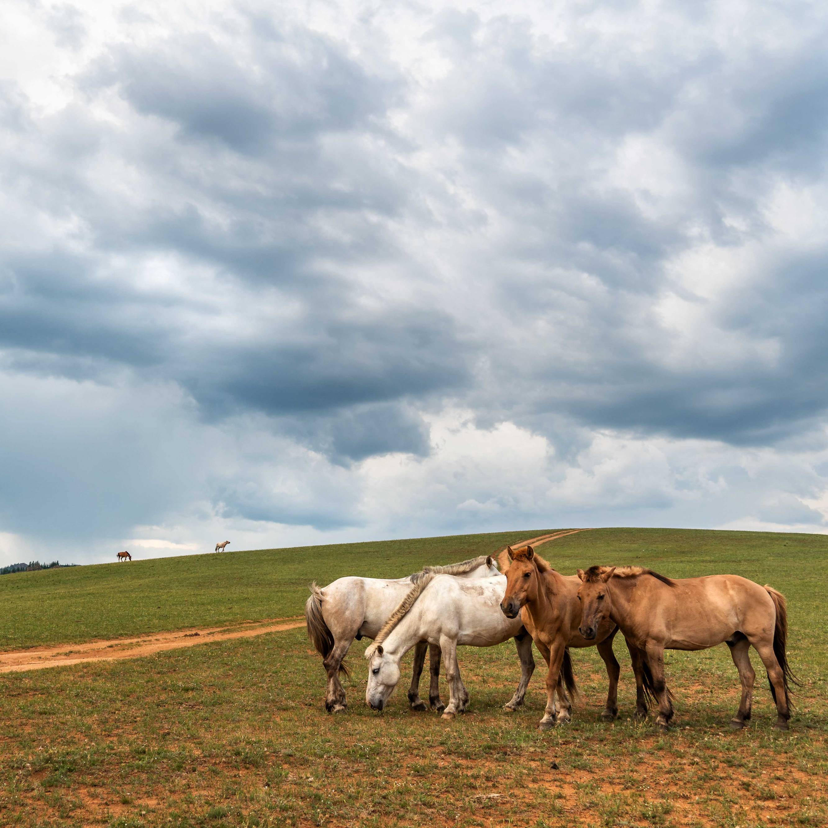 Horses at Gorchi Tereldsch Nationalpark