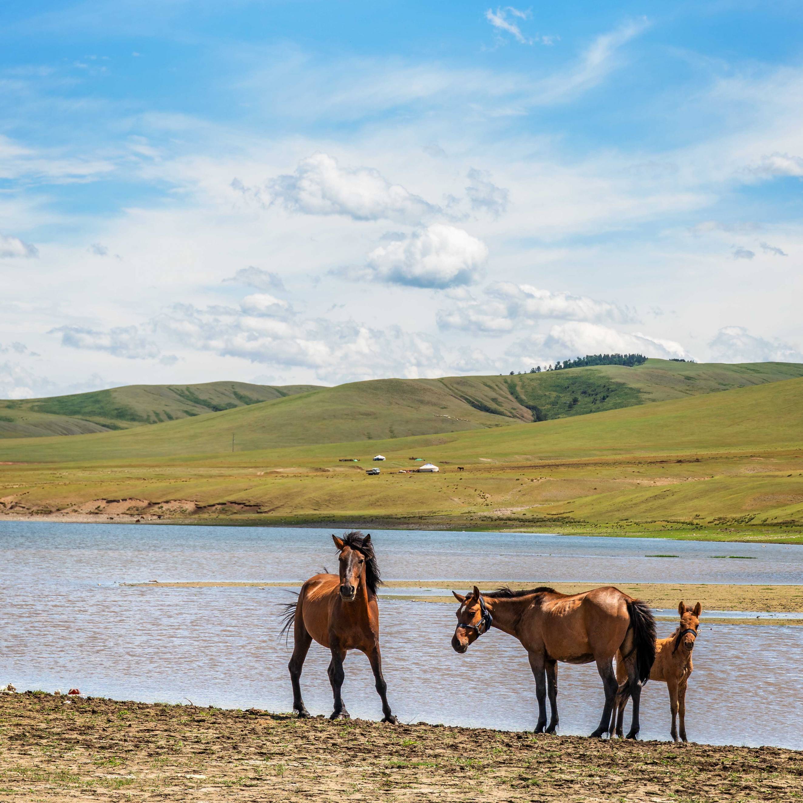 Horses at Lake 