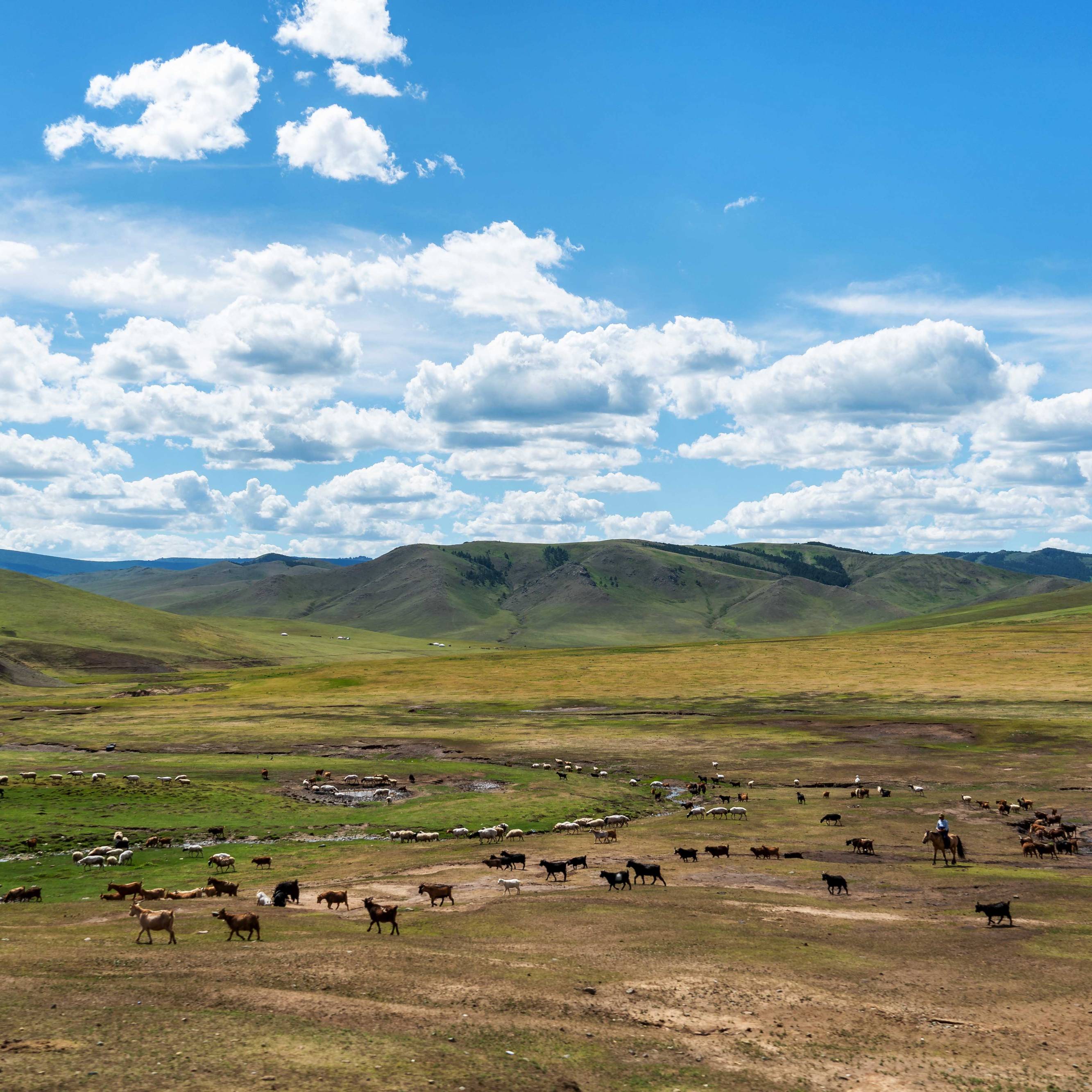 Herds at Mongolian Vastness