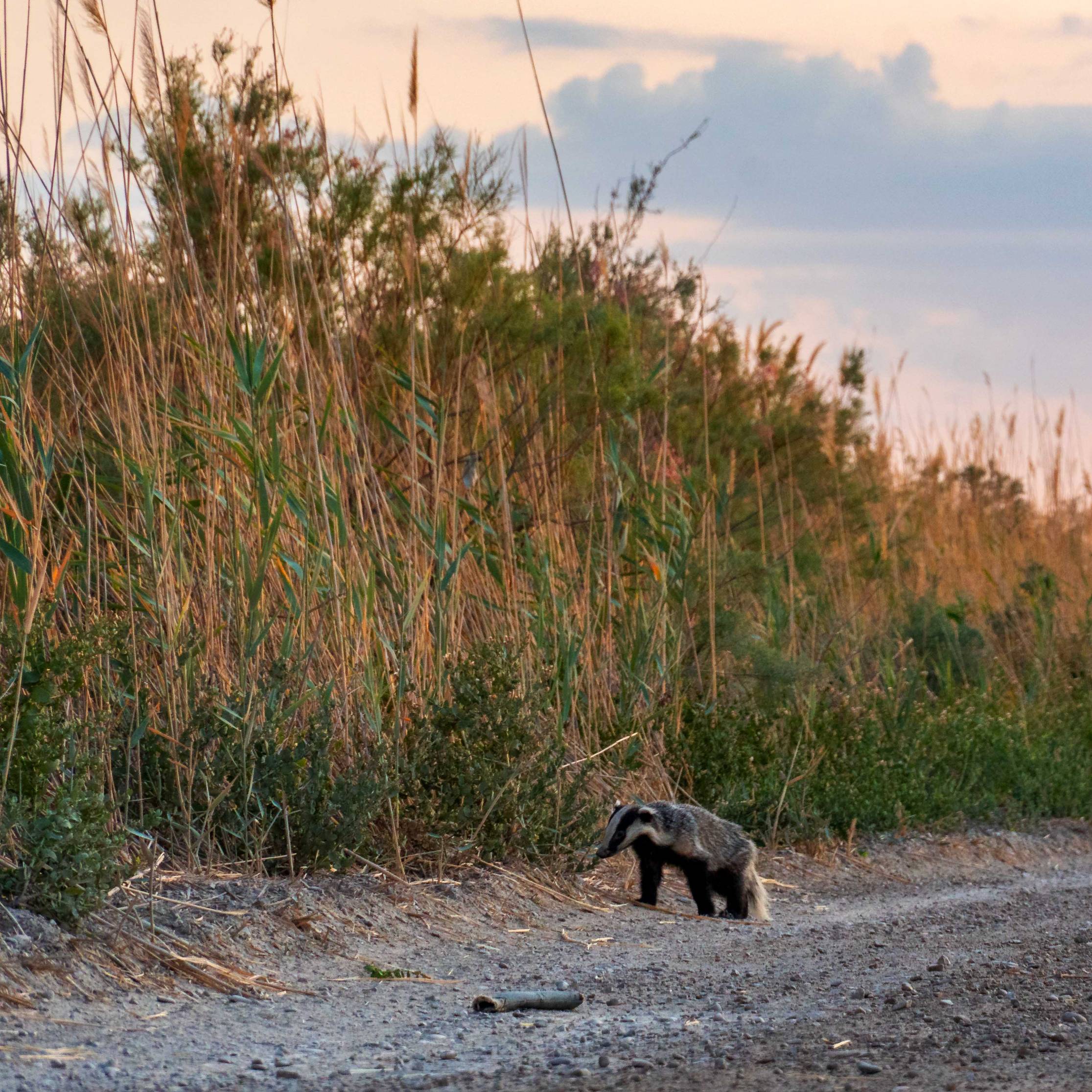 A badger on former Aral Lake grounds