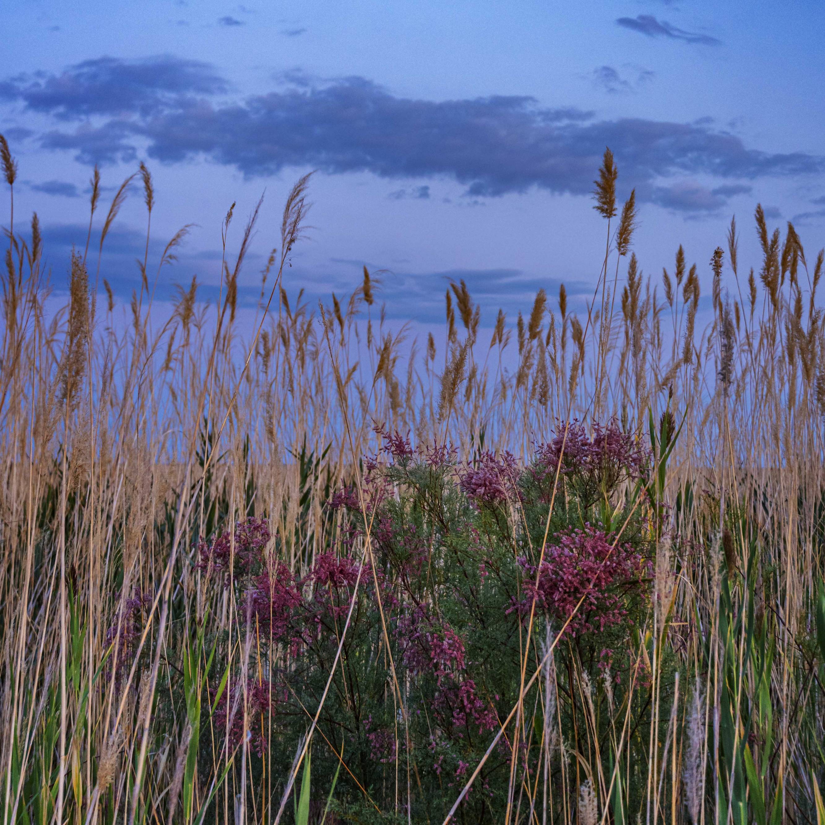Some of the few plants that grow on the oversalted grounds of Aral Lake