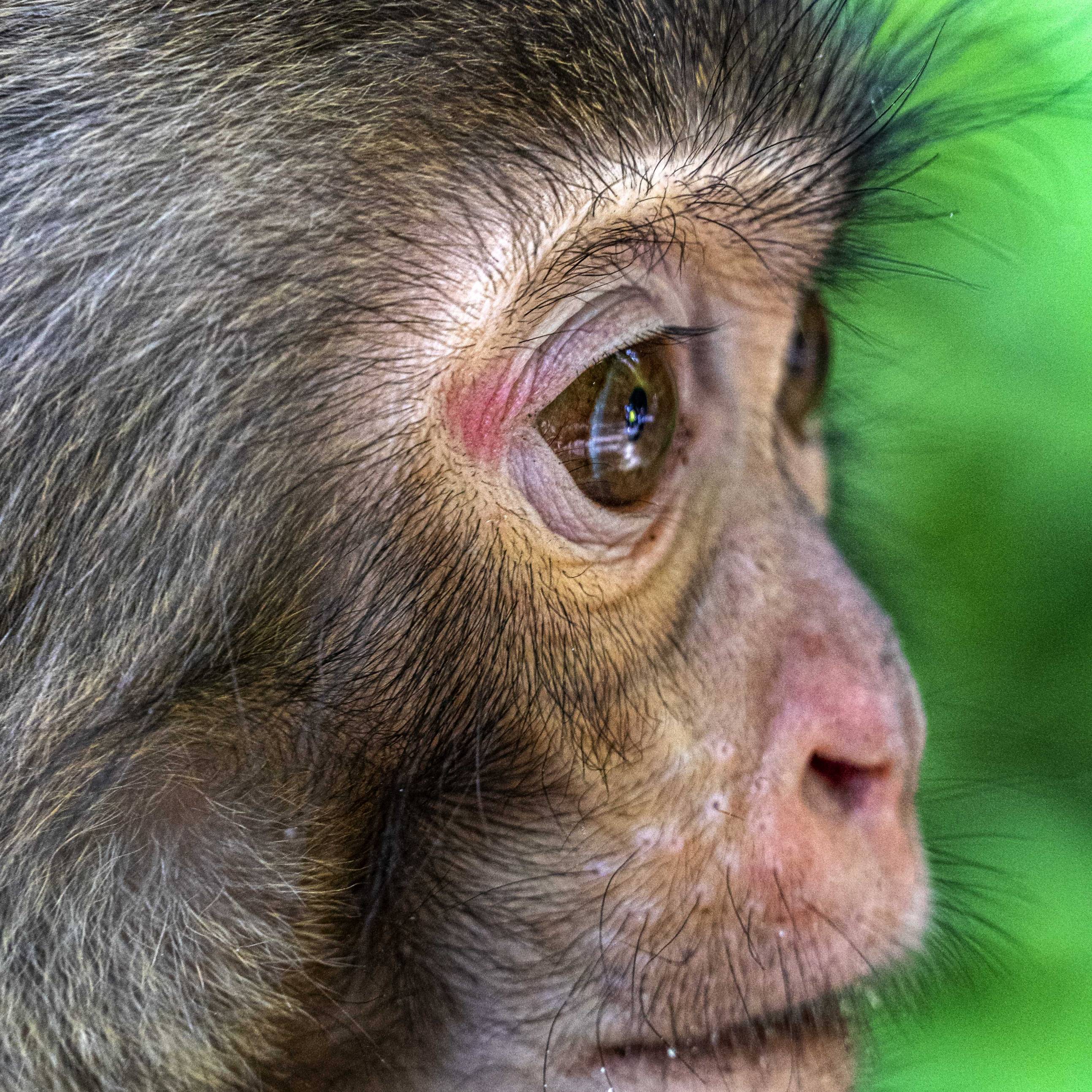 Baby Monkey at Zhangjiajie National Forest Park