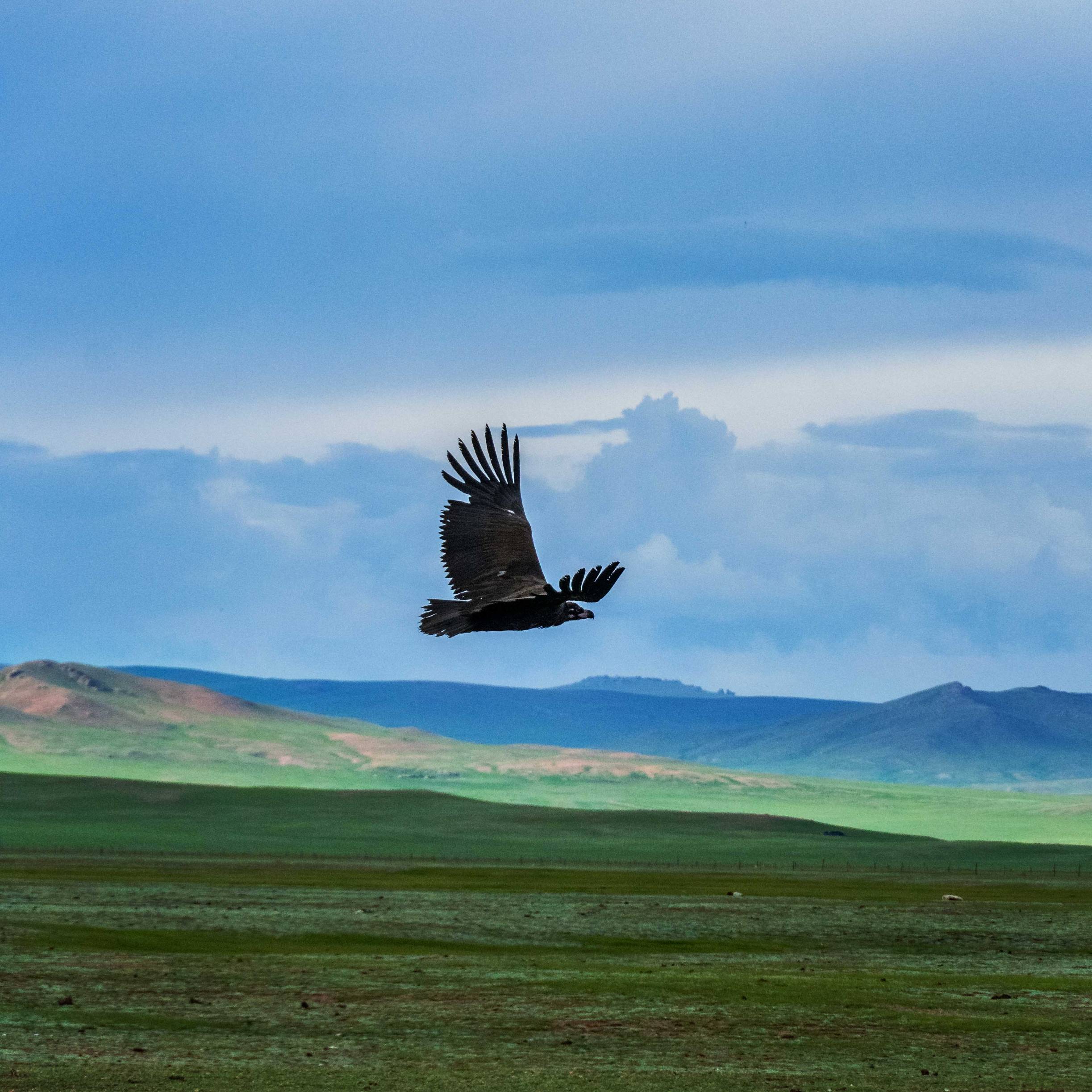 Wild Eagle over the Vastness 