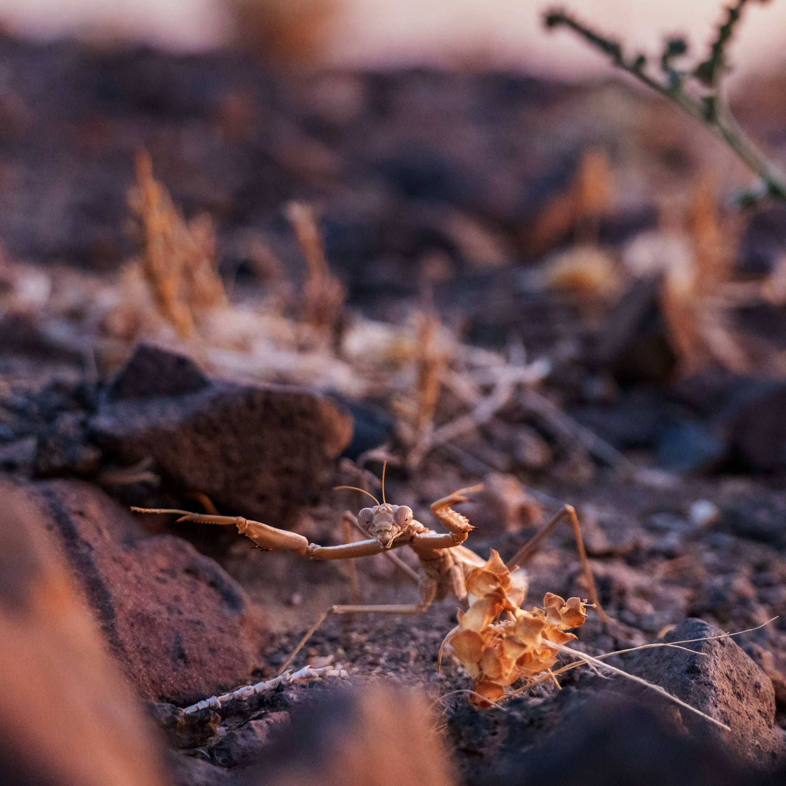Mantis in the desert